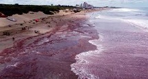 Alerta por algas rojas en Necochea, Mar del Plata y otras playas de la Costa Atlántica: